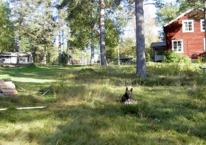 Hunden "Hunden" övervakar arbetet.